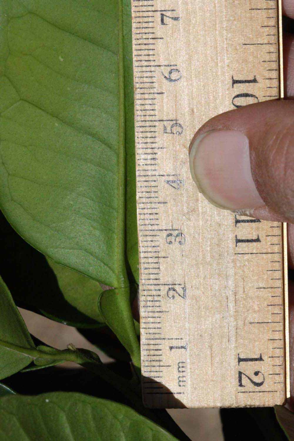              Unifoliolate leaf (Riverside, CA)       